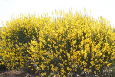 Baharda sarı çiçek çalısı