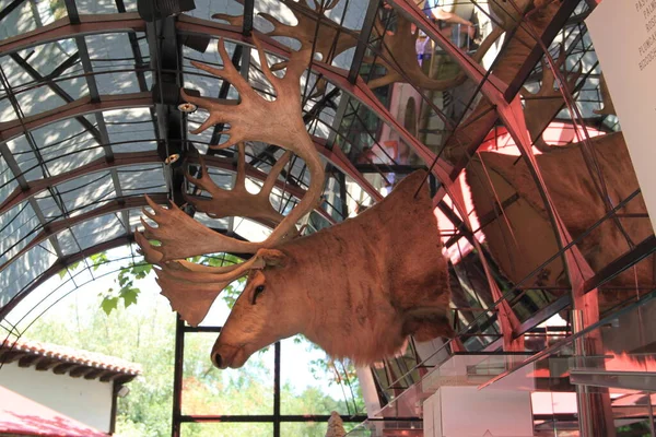 Burgos Spain June 2021 Stuffed Moose Head Decoration Landa Restaurant — Stock Photo, Image