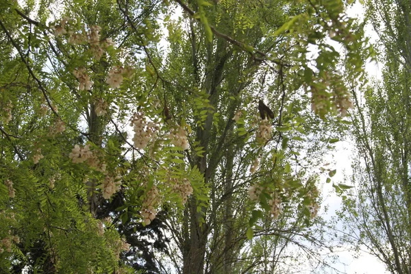 Arbre Avec Des Fleurs Été — Photo