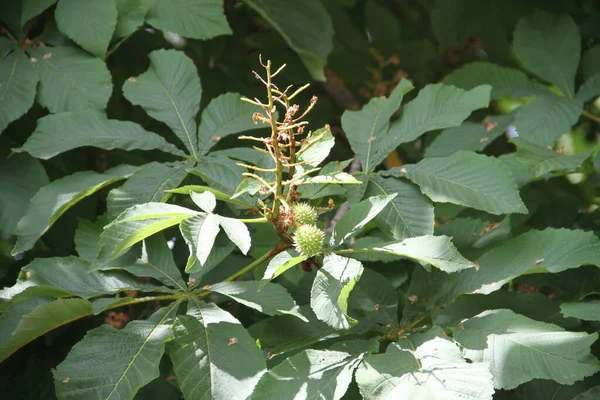 Плоды Каштана Дереве Зелеными Листьями — стоковое фото