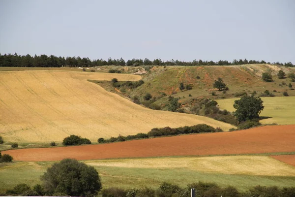 Campos Cereales Diferentes Colores Castilla León España Finales Primavera — Foto de Stock