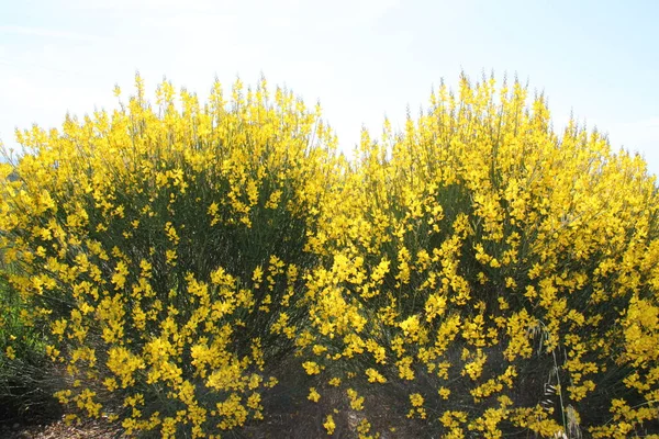 Κίτρινος Θάμνος Λουλουδιών Την Άνοιξη — Φωτογραφία Αρχείου