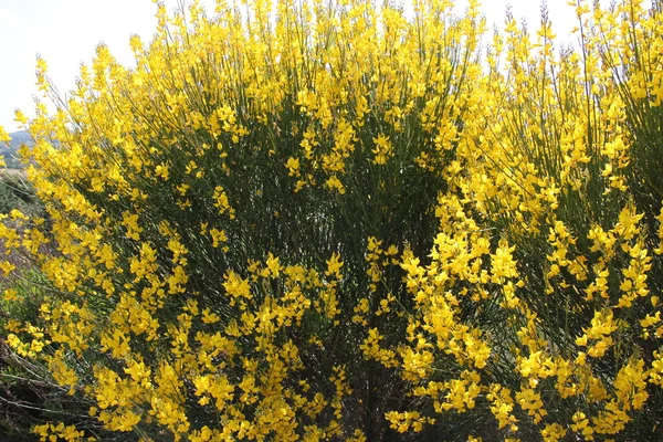 Žluté Květy Keře Jaře — Stock fotografie