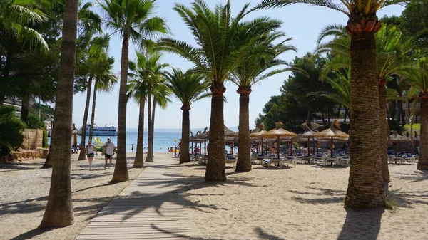 นปาล มบนชายหาด Cala Vias Mallorca เกาะ Balearic — ภาพถ่ายสต็อก