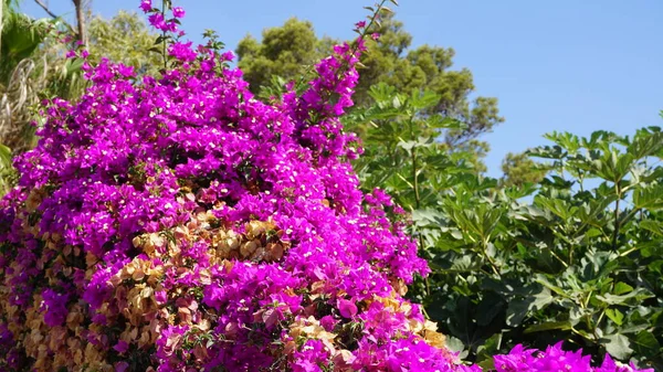 Purpurowe Kwiaty Bougainvillea Zielonym Tle Majorka Baleary Hiszpania — Zdjęcie stockowe