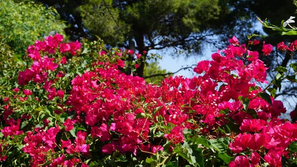 Красные Цветы Зеленом Фоне Майорке Балеарские Острова Испания — стоковое фото