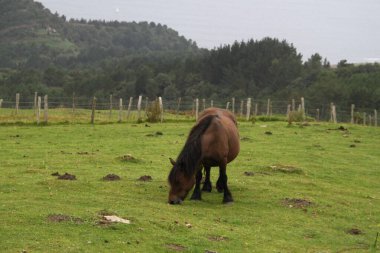 free horse on Mount Jaizkibel in the Basque Country, Spain