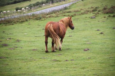 free horse on Mount Jaizkibel in the Basque Country, Spain