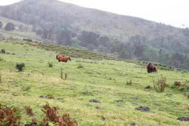 free horse on Mount Jaizkibel in the Basque Country, Spain