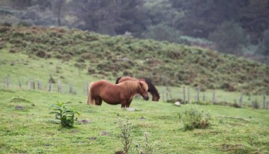 free horse on Mount Jaizkibel in the Basque Country, Spain