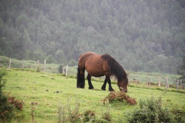 free horse on Mount Jaizkibel in the Basque Country, Spain
