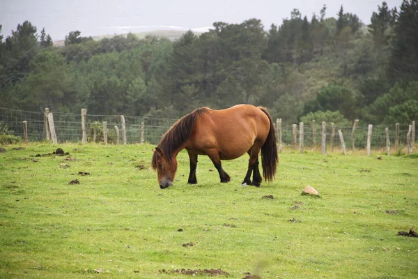 free horse on Mount Jaizkibel in the Basque Country, Spain