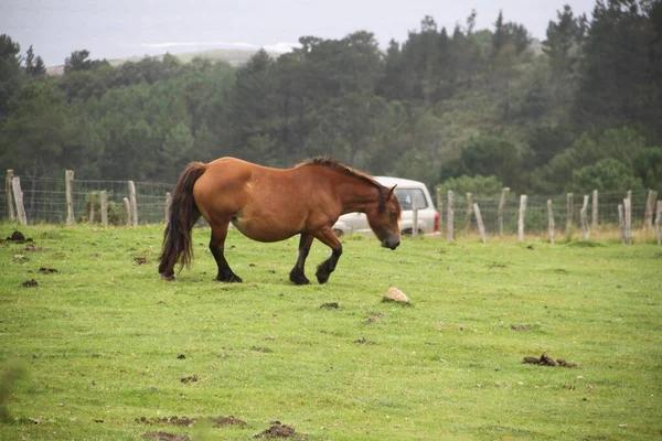 free horse on Mount Jaizkibel in the Basque Country, Spain