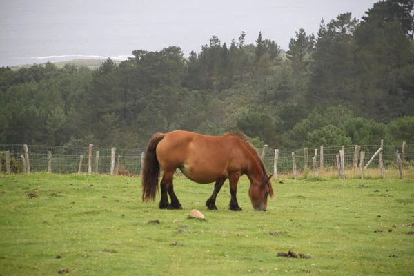 free horse on Mount Jaizkibel in the Basque Country, Spain