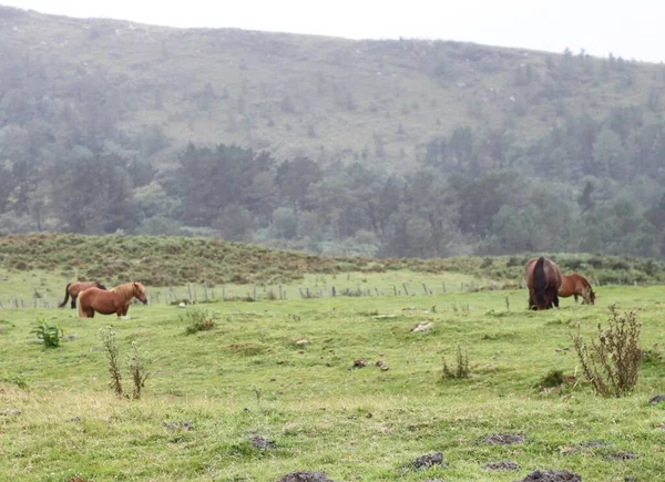 Freies Pferd Auf Dem Jaizkibel Baskenland Spanien — Stockfoto