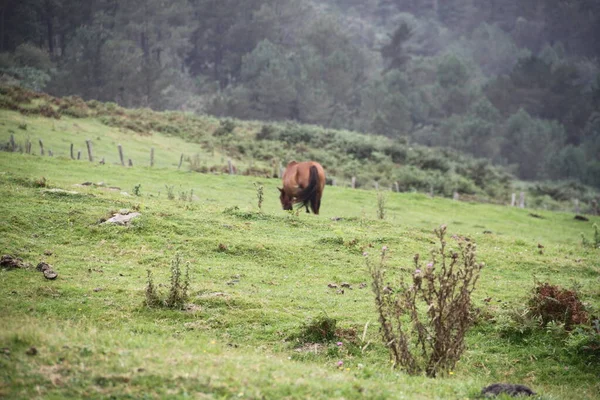 Free Horse Mount Jaizkibel Basque Country Spain — стокове фото