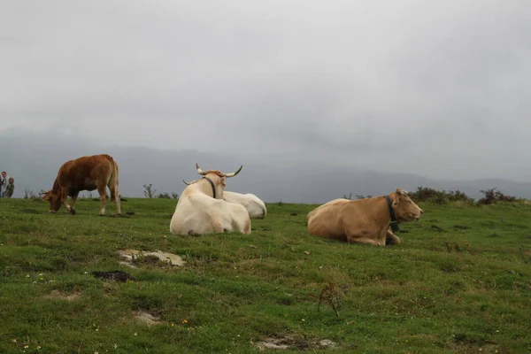 Calm Cows Mount Jaizkibel Basque Country Spain — стокове фото