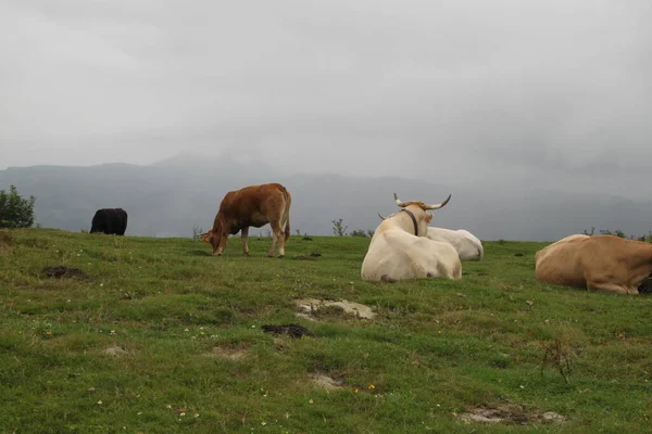 Calm Cows Mount Jaizkibel Basque Country Spain — Stockfoto