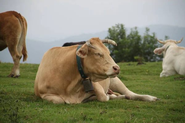 Calm Cows Mount Jaizkibel Basque Country Spain — Zdjęcie stockowe