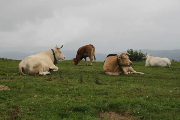 Calm Cows Mount Jaizkibel Basque Country Spain — стокове фото