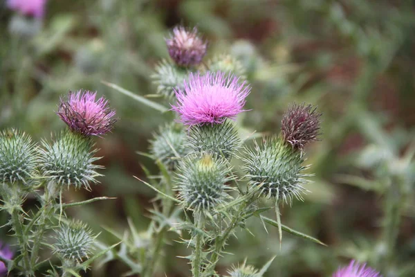 Primer Plano Cardo Verde Con Flor Rosa —  Fotos de Stock