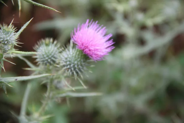 Close Green Thistle Pink Flower — Foto Stock