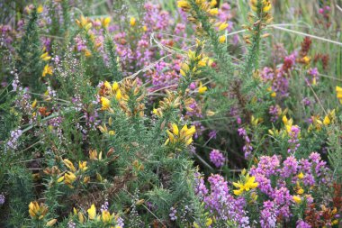 background of wild flowers in the field