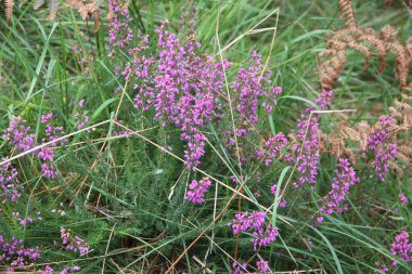 background of wild flowers in the field