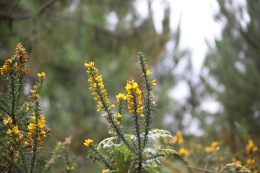 background of wild flowers in the field