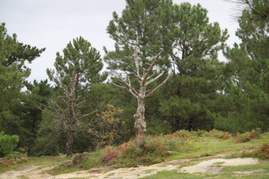 dry tree without branches and leaves at a road junction
