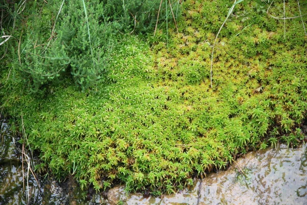 Plante Verte Riche Eau Sur Rocher Sur Sentier Mont Jaizkibel — Photo