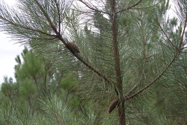 Fond Cônes Pin Dans Brousse — Photo