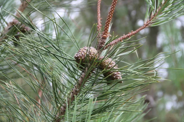 Background Pine Cones Bush — Foto Stock