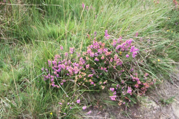 Background Wild Flowers Field — Fotografia de Stock