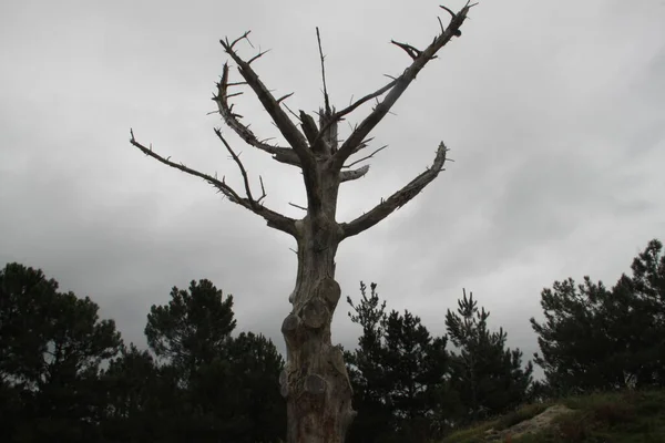 Trockener Baum Ohne Äste Und Blätter Einer Straßenkreuzung — Stockfoto