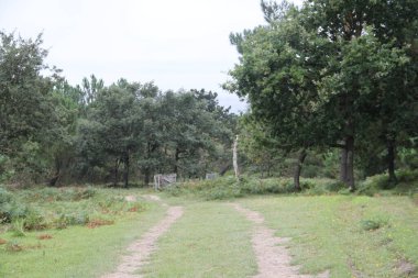 Bask bölgesindeki Jaizkibel Dağı 'nda ahşap av direği.