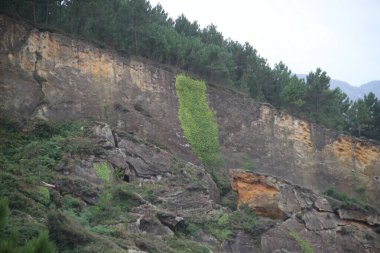 Gipuzkoa, İspanya 'nın Bask bölgesinde Jaizkibel Dağı' ndaki bir kaya duvarındaki yeşil bitki şeridi.