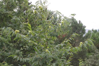 Gipuzkoa, Bask Bölgesi, İspanya 'da Jaizkibel Dağı' ndaki çivili topunda kestane meyveleriyle dolu kestane ağacı hâlâ yeşil
