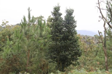 Gipuzkoa 'da Jaizkibel Dağı' nda kutsal bir ağaçla manzara, Bask Ülkesi, İspanya