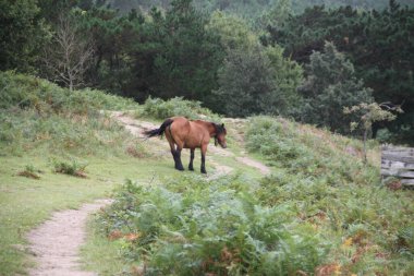 İspanya 'nın Bask Bölgesi' nde Jaizkibel Dağı 'nda yürüyen siyah yeleli muhteşem açık kahverengi at.