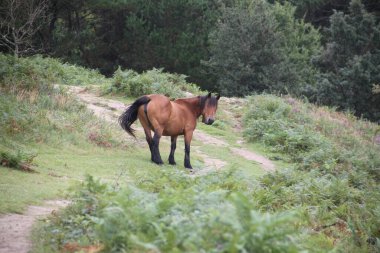 İspanya 'nın Bask Bölgesi' nde Jaizkibel Dağı 'nda yürüyen siyah yeleli muhteşem açık kahverengi at.