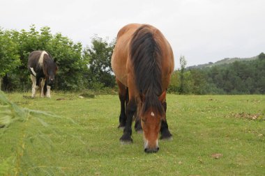 İspanya 'nın Bask Bölgesi' ndeki Jaizkibel Dağı 'nın çayırında özgürce otlayan siyah ve kahverengi atlar.