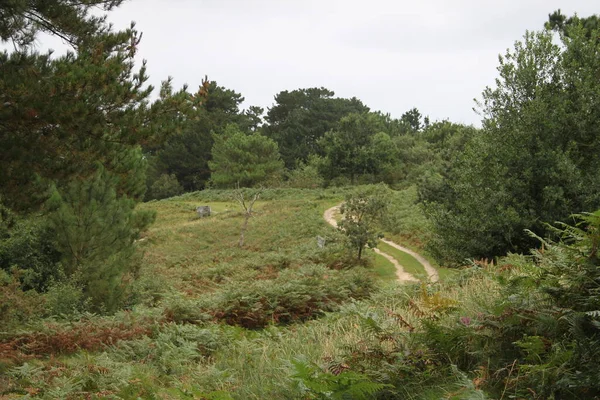 Bask Bölgesi 'ndeki Jaizkibel Dağı' ndaki bitki örtüsünden geçen yol