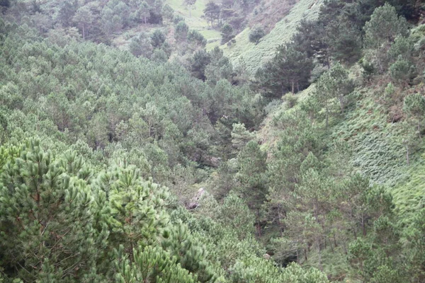 Berglandschaft Auf Dem Jaizkibel Gipuzkoa Baskenland Spanien — Stockfoto