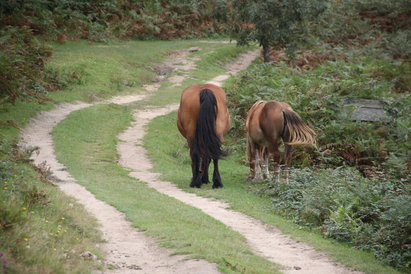 Schöne Braune Pferde Frei Grasen Auf Einem Pfad Des Mount — Stockfoto