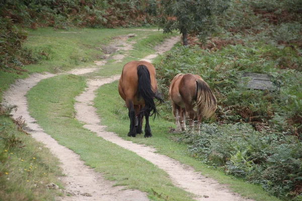 Schöne Braune Pferde Frei Grasen Auf Einem Pfad Des Mount — Stockfoto