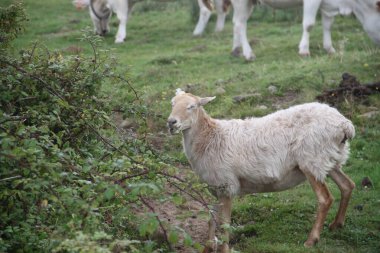 Bask bölgesindeki Jaizkibel Dağı 'nda otlayan koyunlar.