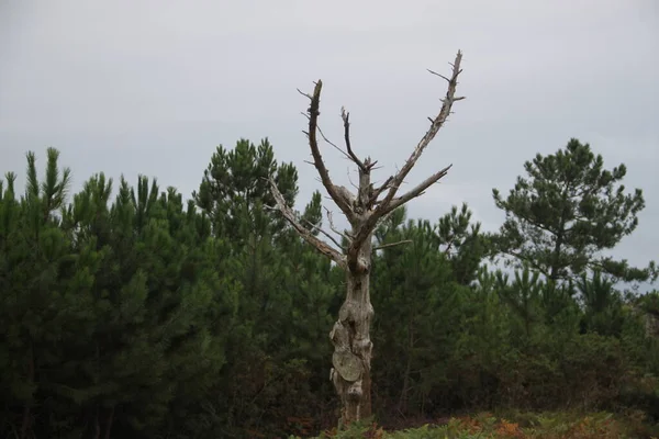Berglandschaft Mit Einem Toten Und Trockenen Baum — Stockfoto