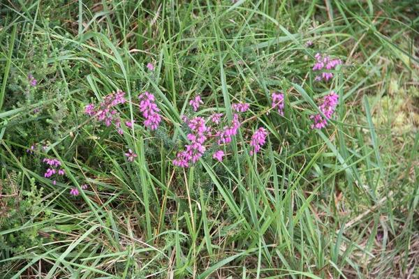 Fundo Com Flores Floresta Roxa — Fotografia de Stock