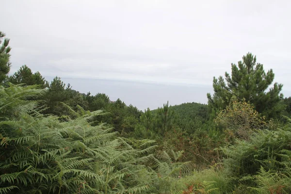 Πράσινο Τοπίο Της Φύσης Στο Όρος Jaizkibel Στη Χώρα Των — Φωτογραφία Αρχείου